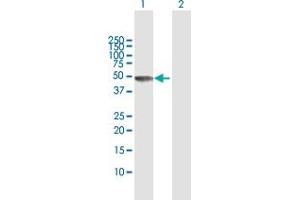 Western Blot analysis of RBM9 expression in transfected 293T cell line by RBM9 MaxPab polyclonal antibody. (RBM9 抗体  (AA 1-380))