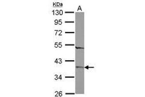 Image no. 2 for anti-Family with Sequence Similarity 164, Member A (FAM164A) (AA 61-261) antibody (ABIN1498203) (FAM164A 抗体  (AA 61-261))