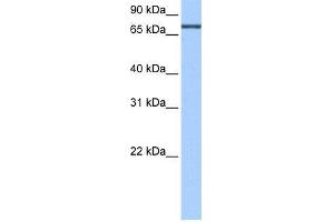 Human HepG2; WB Suggested Anti-ADAD2 Antibody Titration: 0. (ADAD2 抗体  (C-Term))