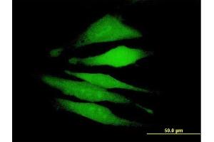 Immunofluorescence of purified MaxPab antibody to FAM122A on HeLa cell. (FAM122A 抗体  (AA 1-287))
