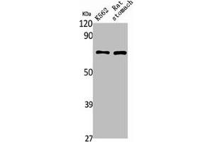 Western Blot analysis of rat stomach K562 cells using PAOX Polyclonal Antibody (PAOX 抗体  (Internal Region))