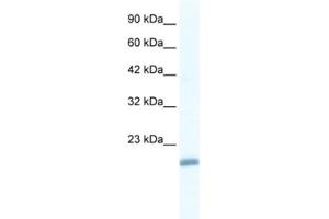 Western Blotting (WB) image for anti-Endothelial Differentiation Related Factor 1 (EDF1) antibody (ABIN2461586) (EDF1 抗体)