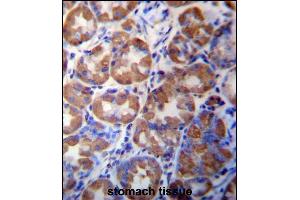 WDR89 Antibody (C-term) (ABIN657331 and ABIN2846400) immunohistochemistry analysis in formalin fixed and paraffin embedded human stomach tissue followed by peroxidase conjugation of the secondary antibody and DAB staining. (WDR89 抗体  (C-Term))
