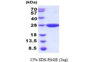 SDS-PAGE (SDS) image for Glutathione S-Transferase, pi 2 (GSTP2) (AA 1-210) protein (His tag) (ABIN6387701)