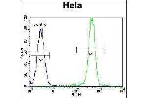 FASN Antibody (Center) (ABIN391654 and ABIN2841563) flow cytometric analysis of Hela cells (right histogram) compared to a negative control cell (left histogram). (Fatty Acid Synthase 抗体  (AA 942-973))