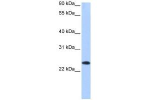 EGLN3 antibody used at 1 ug/ml to detect target protein.