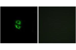 Immunofluorescence (IF) image for anti-Ribosomal Protein L39 (RPL39) (AA 1-50) antibody (ABIN2890079) (RPL39 抗体  (AA 1-50))