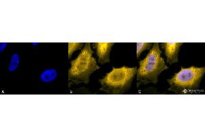 Immunocytochemistry/Immunofluorescence analysis using Chicken Anti-Hsp70 Polyclonal Antibody . (HSP70 抗体  (Atto 488))