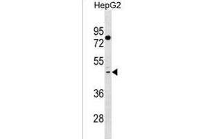 TAS2R41 Antibody (N-term) (ABIN1539014 and ABIN2850292) western blot analysis in HepG2 cell line lysates (35 μg/lane). (TAS2R41 抗体  (N-Term))