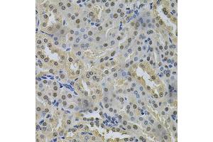 Immunohistochemistry of paraffin-embedded mouse kidney using NRF1 Antibody (ABIN6290682) at dilution of 1:100 (40x lens). (NRF1 抗体)