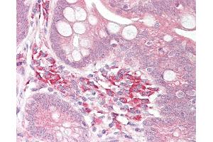 Anti-USP7 antibody IHC of human small intestine. (USP7 抗体  (AA 1050-1100))