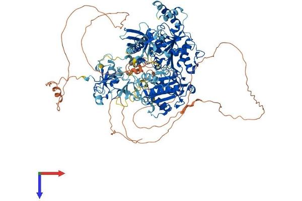 RENT1/UPF1 Protein (AA 1-1124) (His tag)