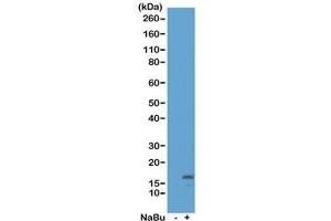 Western blot of acid extracts from HeLa cells untreated (-) or treated (+) with sodium butyrate using recombinant H3K18ac antibody at 0. (Recombinant Histone 3 抗体  (acLys18))