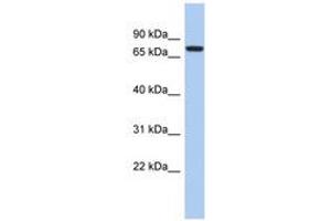 Image no. 1 for anti-SNF Related Kinase (SNRK) (AA 539-588) antibody (ABIN6743267) (SNRK 抗体  (AA 539-588))