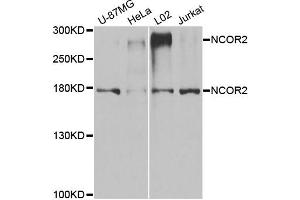 Western blot analysis of extracts of various cell lines, using NCOR2 antibody. (NCOR2 抗体)