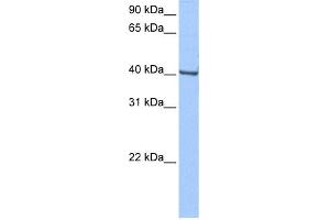 WB Suggested Anti-GBX-1 Antibody Titration:  0. (GBX1 抗体  (Middle Region))
