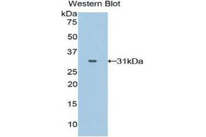 Western Blotting (WB) image for anti-GRB2-Related Adaptor Protein 2 (GRAP2) (AA 15-247) antibody (ABIN3202796) (GRAP2 抗体  (AA 15-247))