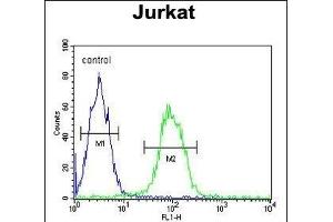 T150A Antibody (Center) (ABIN653313 and ABIN2842808) flow cytometric analysis of Jurkat cells (right histogram) compared to a negative control cell (left histogram). (TMEM150A 抗体  (AA 81-108))