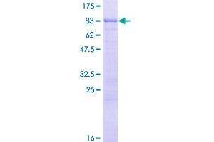 EIF2A Protein (AA 1-585) (GST tag)