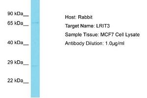 Host: Rabbit Target Name: LRIT3 Sample Tissue: Human MCF7 Whole Cell Antibody Dilution: 1ug/ml (LRIT3 抗体  (Middle Region))