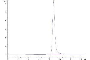 The purity of Mouse GPA33 is greater than 95 % as determined by SEC-HPLC.
