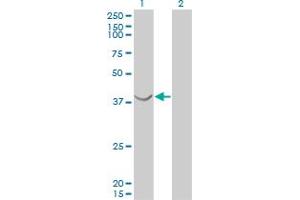 Western Blotting (WB) image for anti-ArsA Arsenite Transporter, ATP-Binding, Homolog 1 (ASNA1) (AA 239-348) antibody (ABIN559968)