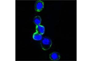 Confocal immunofluorescence analysis of HEK293 cells trasfected with extracellular ERBB3 (aa22-369)-hIgGFc using ERBB3 mouse mAb (green). (ERBB3 抗体  (AA 22-369))