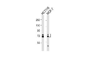 Western Blotting (WB) image for anti-Epithelial Splicing Regulatory Protein 1 (ESRP1) (AA 182-211) antibody (ABIN652121)