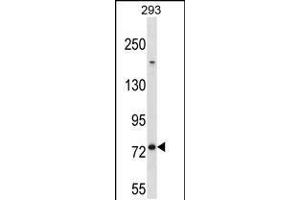 Western blot analysis in 293 cell line lysates (35ug/lane). (MED16 抗体  (AA 253-281))