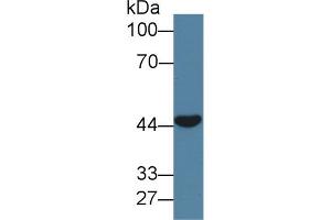 Western blot analysis of Pig Skeletal muscle lysate, using Human CLEC11A Antibody (1 µg/ml) and HRP-conjugated Goat Anti-Rabbit antibody ( (CLEC11A 抗体  (AA 22-323))