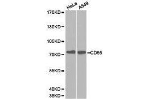 Western Blotting (WB) image for anti-Complement Decay-Accelerating Factor (CD55) antibody (ABIN1871642) (CD55 抗体)