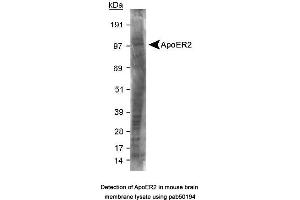 Image no. 1 for anti-Low Density Lipoprotein Receptor-Related Protein 8, Apolipoprotein E Receptor (LRP8) (C-Term) antibody (ABIN363503) (LRP8 抗体  (C-Term))