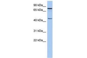 Image no. 1 for anti-Ring Finger Protein 169 (RNF169) (AA 215-264) antibody (ABIN6743184) (RNF169 抗体  (AA 215-264))