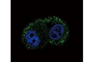 Confocal immunofluorescent analysis of ITA6 antibody with HepG2 cells followed by Alexa Fluor 488-conjugated goat anti-mouse lgG (green). (ITGA6 抗体)