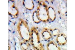 Used in DAB staining on fromalin fixed paraffin- embedded Kidney tissue (HVEM 抗体  (AA 41-209))