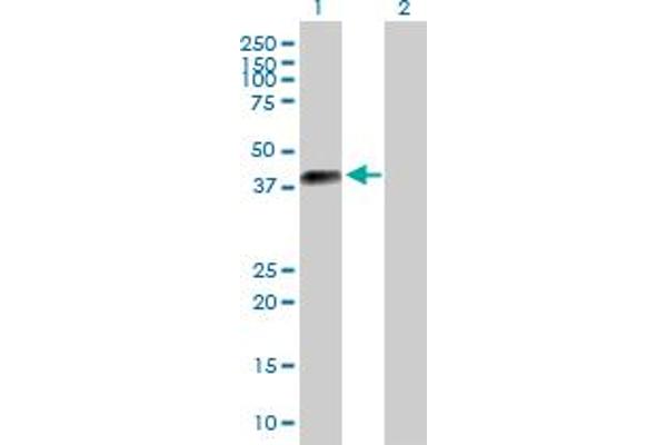 DLK2 antibody  (AA 1-383)