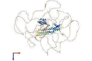 RNA Binding Motif Protein 44 (RBM44) (AA 1-1013) protein (His tag)
