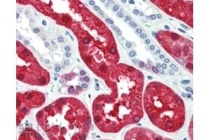 ABIN334358 (5µg/ml) staining of paraffin embedded Human Kidney. (BHMT 抗体  (C-Term))