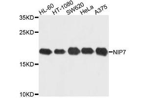 Western blot analysis of extracts of various cell lines, using NIP7 antibody. (NIP7 抗体  (AA 1-180))