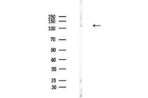 anti-WD Repeat and HMG-Box DNA Binding Protein 1 (WDHD1) (Internal Region) antibody