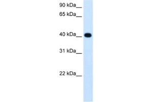 Western Blotting (WB) image for anti-Alcohol Dehydrogenase 4 (Class II), pi Polypeptide (ADH4) antibody (ABIN2462715) (ADH4 抗体)
