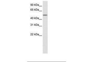 Image no. 1 for anti-Zinc Finger Protein 823 (ZNF823) (AA 422-471) antibody (ABIN6736099) (ZNF823 抗体  (AA 422-471))