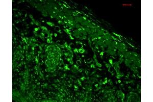 Immunohistochemistry analysis using Mouse Anti-HO-1 Monoclonal Antibody, Clone 1F12-A6 (ABIN361696 and ABIN361697). (HMOX1 抗体  (AA 1-30))