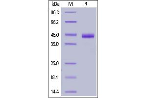 SDS-PAGE (SDS) image for Poliovirus Receptor-Related 4 (PVRL4) (AA 32-349) (Active) protein (His tag,AVI tag,Biotin) (ABIN6938938)