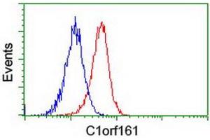 Image no. 2 for anti-Mab-21-Like 3 (MAB21L3) antibody (ABIN1497030) (MAB21L3 抗体)