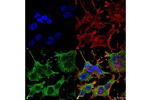 Immunocytochemistry/Immunofluorescence analysis using Mouse Anti-SNAT1 Monoclonal Antibody, Clone S104-32 . (SLC38A1 抗体  (AA 1-63) (PerCP))
