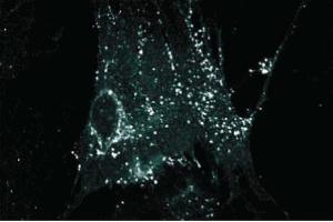 Immunofluorescence staining on WI38 cells (human lung). (Connexin 43/GJA1 抗体  (AA 252-270))