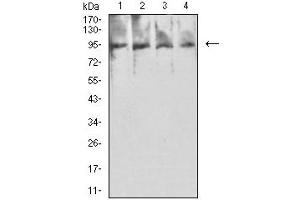 Western blot analysis using PSMA mouse mAb against Hela (1), MCF-7 (2), HCT116 (3), and GC-7901 (4) cell lysate. (PSMA 抗体  (AA 44-177))