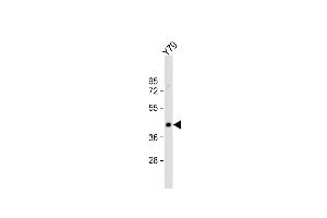 Anti-GNAT2 Antibody (Center) at 1:1000 dilution + Y79 whole cell lysate Lysates/proteins at 20 μg per lane.