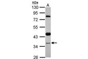 Image no. 1 for anti-Coiled-Coil Domain Containing 94 (CCDC94) (AA 103-323) antibody (ABIN1497125) (CCDC94 抗体  (AA 103-323))